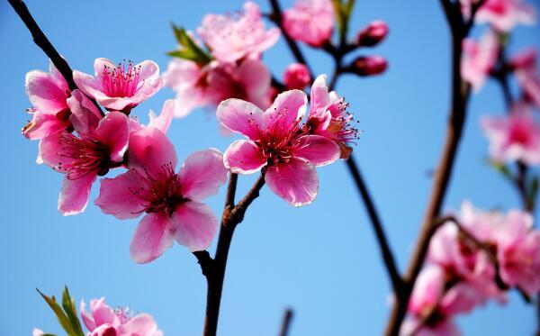 农业大学4月:牡丹曲阜师范大学3月:樱花聊城大学3月:桃花临沂大学3月