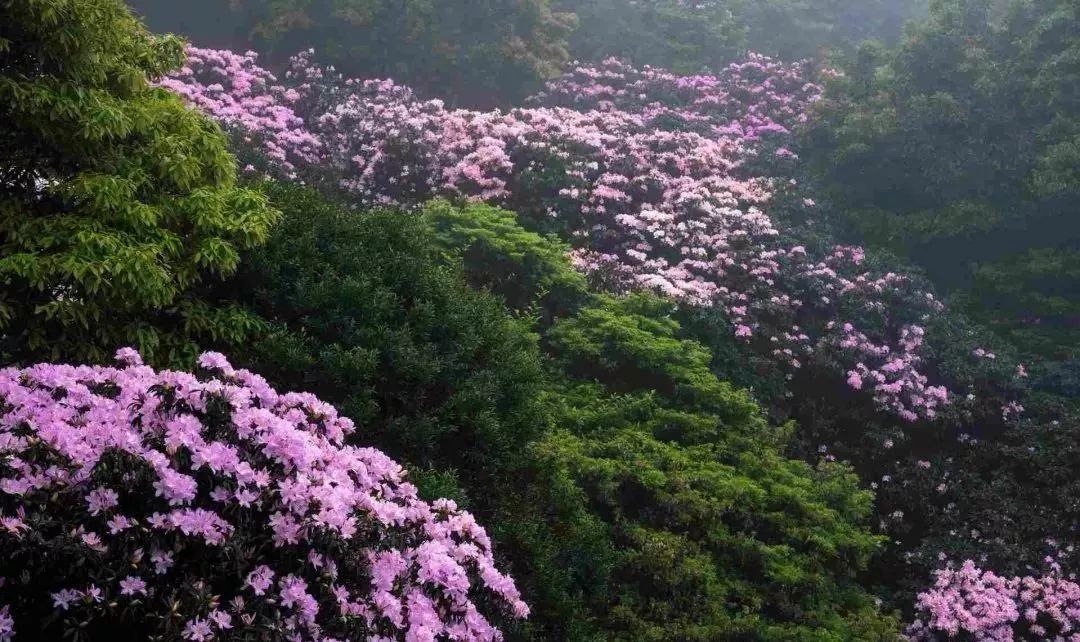 梧桐山毛棉杜鹃开了十里杜鹃花海美到犯规而且还免费