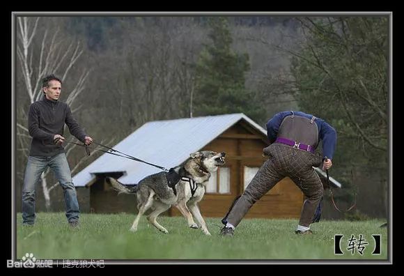 长得像狼但它不是狼,是已认证的犬类品种