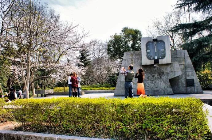 鲁迅公园里也有越来越多的樱花,尤其是以日本上野品种居多的吉野樱花