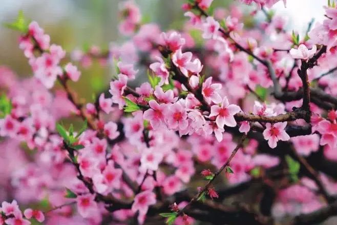 一日看尽长安花西安周边赏花路线合集