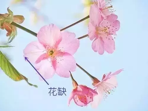 杏花,桃花,梨花,樱花…… 莱西人能分清吗?来学学吧!