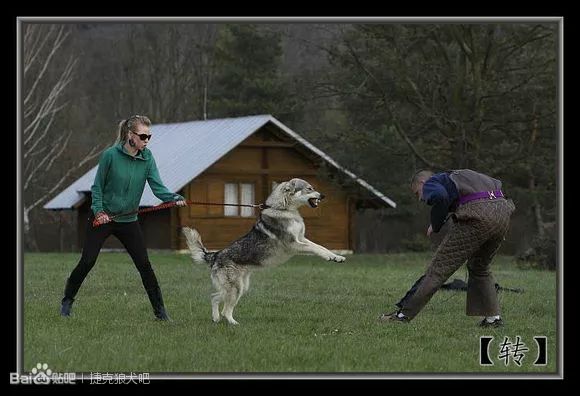 长得像狼但它不是狼,是已认证的犬类品种