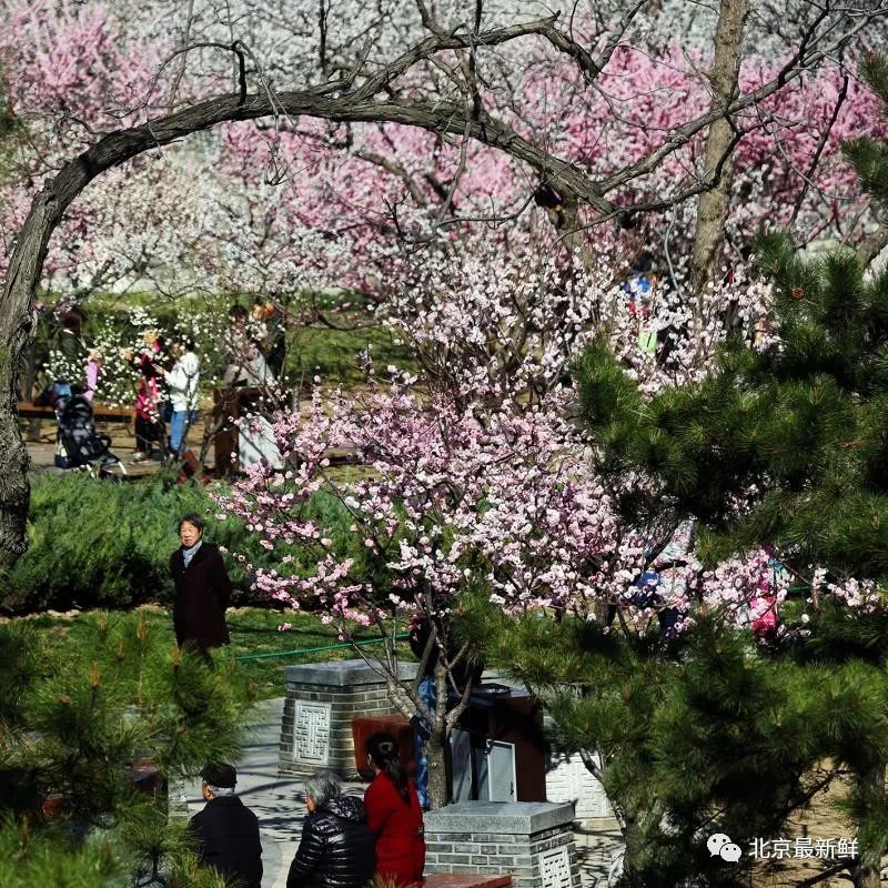 北京花开似海!169处公园风景区成赏花圣地~赏花名单get