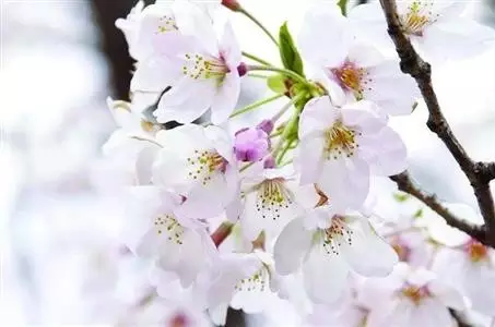 杏花,桃花,梨花,樱花…… 莱西人能分清吗?来学学吧!