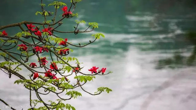 一棵大树上有一朵花猜一成语_一棵树上有花有果图片(2)