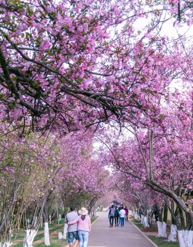 春城无处不飞花 春风十里,不如你!