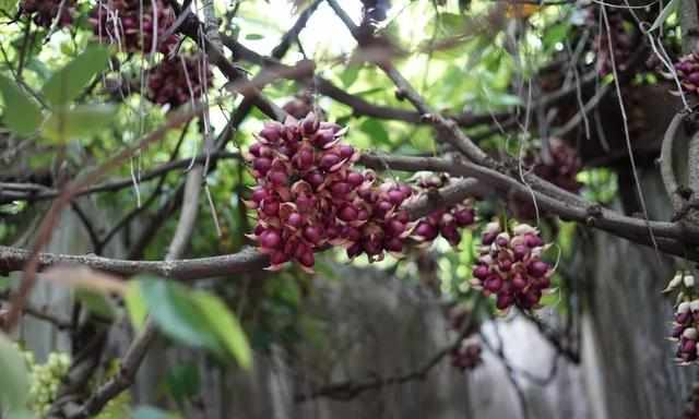 禾雀花杜鹃花等百花齐放