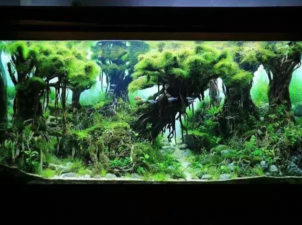 一款森林风格的水草造景缸