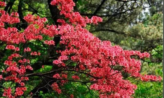 杜鹃花|江西井冈山