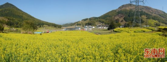 蕉城小岭村举办首届油菜花文化旅游节