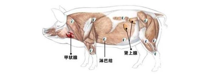 7,畜三腺 猪,牛,羊等动物体上的甲状腺,肾上腺,病变淋巴腺是三种"生理