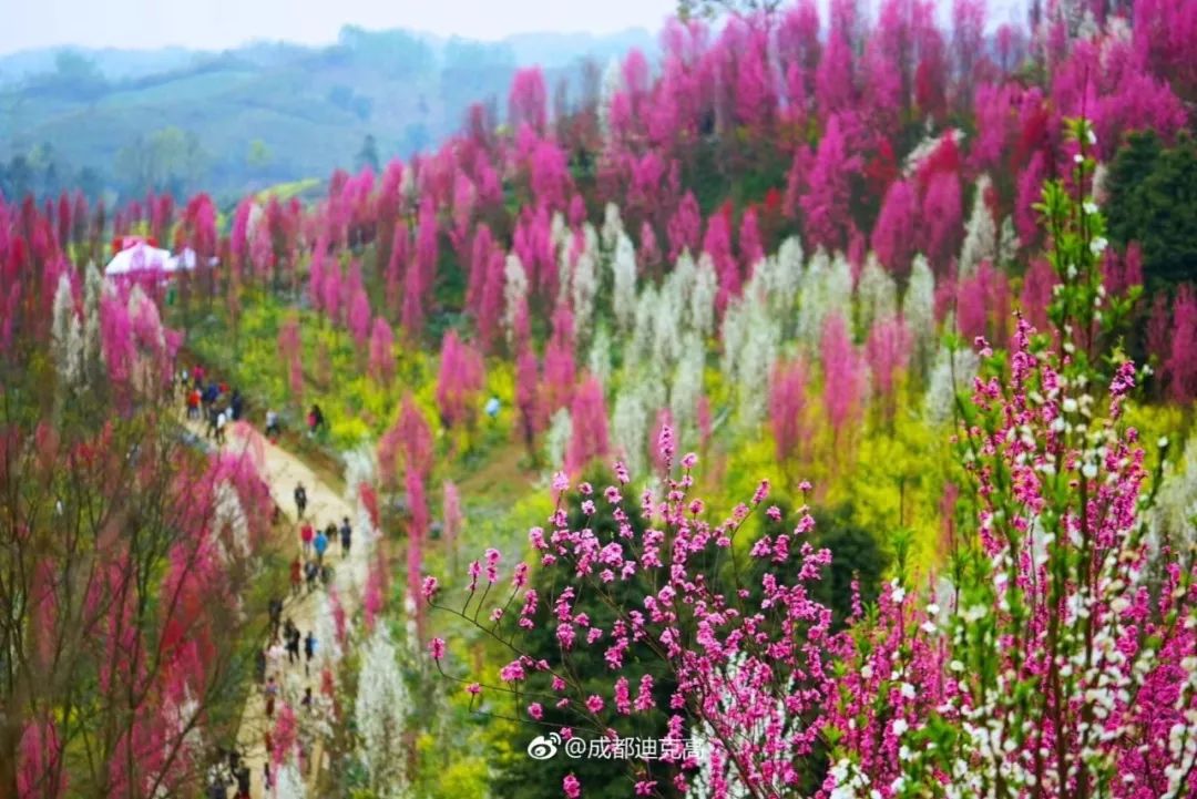 人间四月怎能不赏花?成都这些浪漫花海,一天打来回!第一个超冷门!