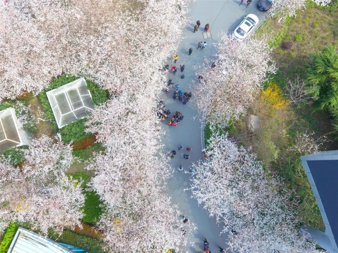 所以樱花在鲁迅公园内就显得尤为珍贵.