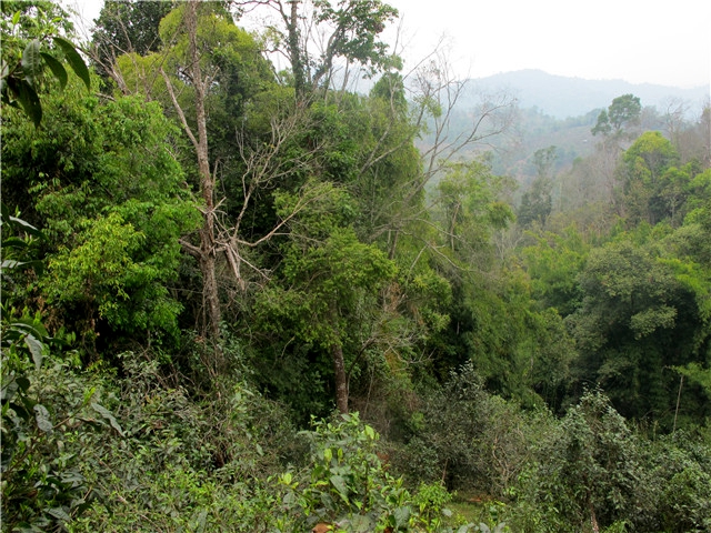 2018普洱茶吧茶山行日记丨布朗山帕点古茶园二