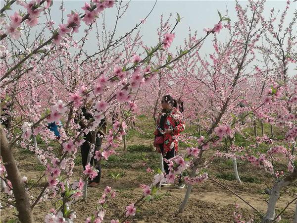 旅游 正文  3月27日,叶县首届燕山湖桃花节在该县常派庄拉开帷幕,上万