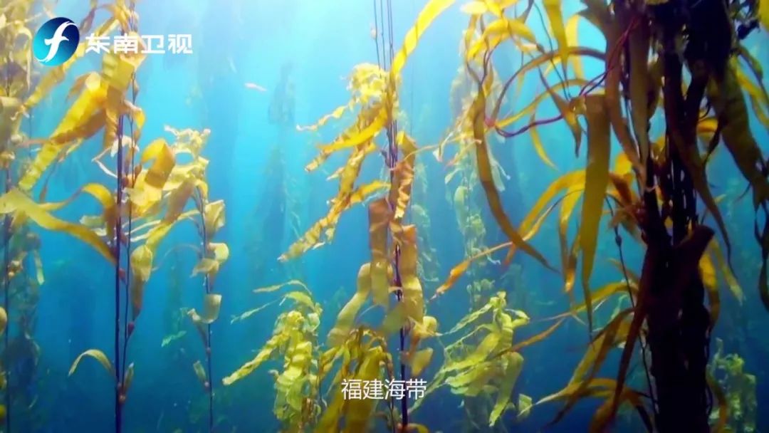 像一棵海草浪花里舞蹈,像海藻在你的餐桌上乐逍遥