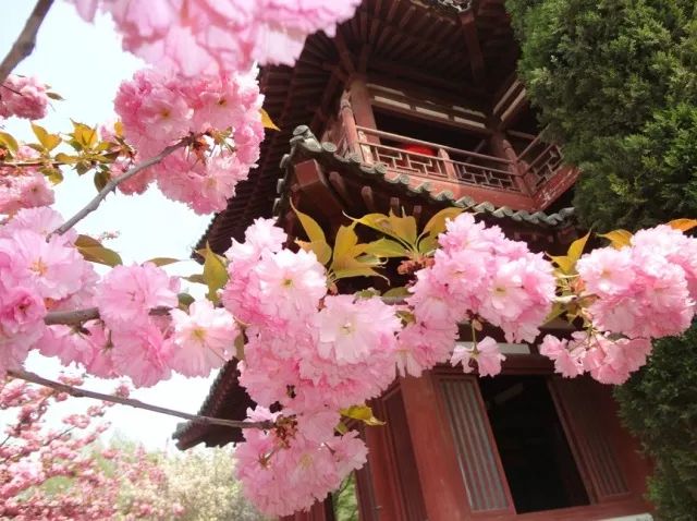 " 南京·鸡鸣寺 3月中下旬 樱花花情 从鸡鸣寺到和平门一线 有一段颇