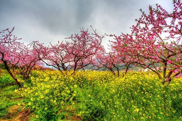 每年大约2月中下旬至3月底,九峰山上李花,梨花,桃花,油菜花竞相开放