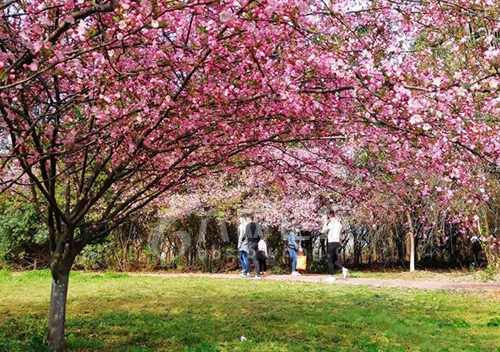 六安中央公园海棠花为皋城春天增添了几分浪漫色彩!