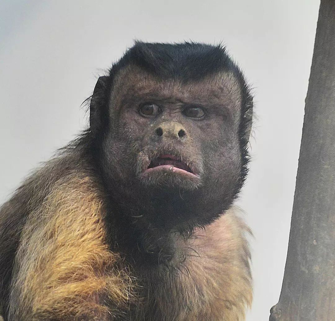 天津动物园"人脸猴"爆红,网友:它也是90后吗?