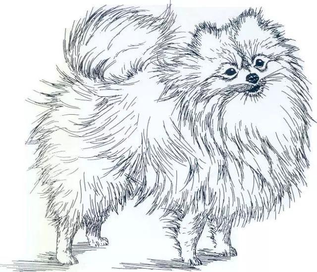 德国尖嘴犬,包括荷兰毛狮犬和博美犬fci标准