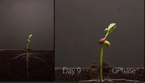 延时摄影 |《生命的力量》:一粒种子从发芽到成长的25