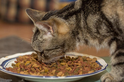 猫咪不吃猫粮和营养膏猫什么猫粮都不吃