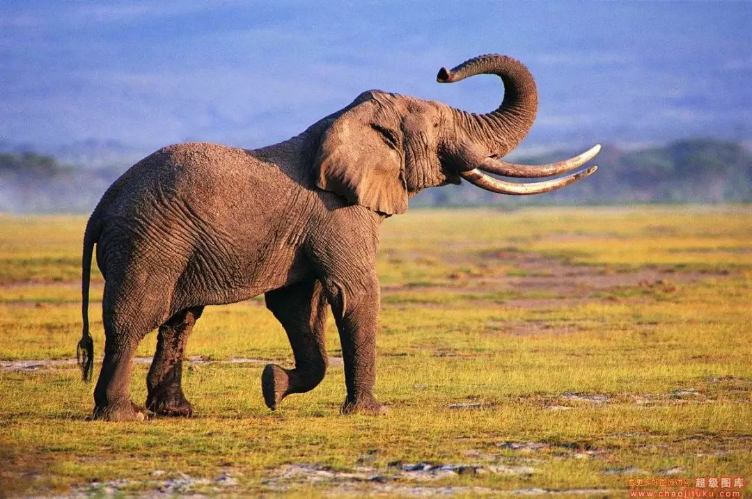 【零起点英语】第一百七十八讲:elephant training 大象训练之道