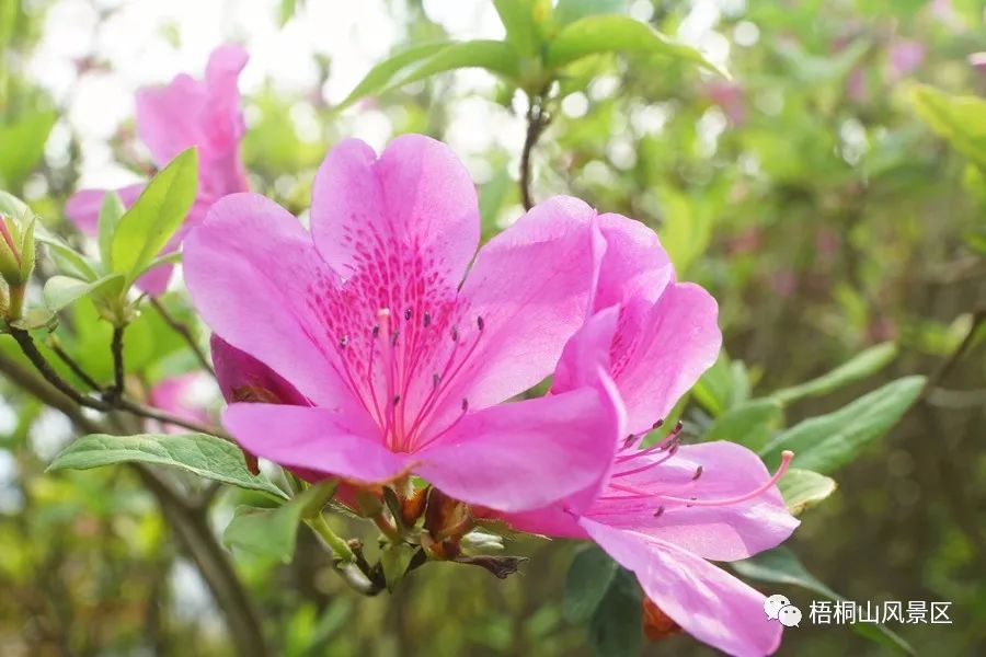 十里杜鹃花海美到天际!错过等