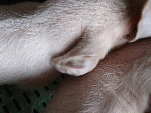 猪蜂窝织炎的发病症状上图中小猪耳朵肿胀有脓水,患病后耳部温度增高