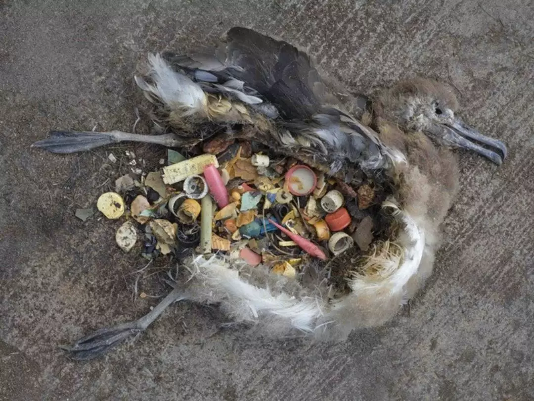 太平洋上有一块"塑料大陆" 海洋动物的灾难!