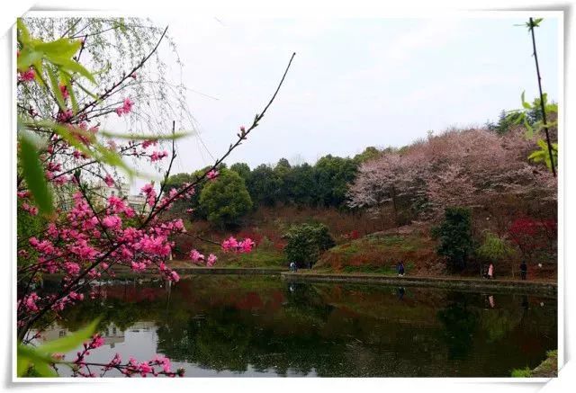 第七届桃花节,我在三峡大学等你