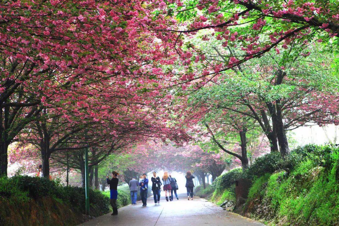 2018"樱花节"来了!邀你一起畅游绿色湄潭,鉴赏茶山