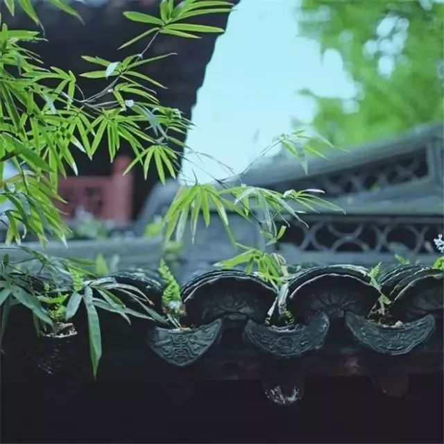 屋顶长树枝猜成语_树枝简笔画(2)