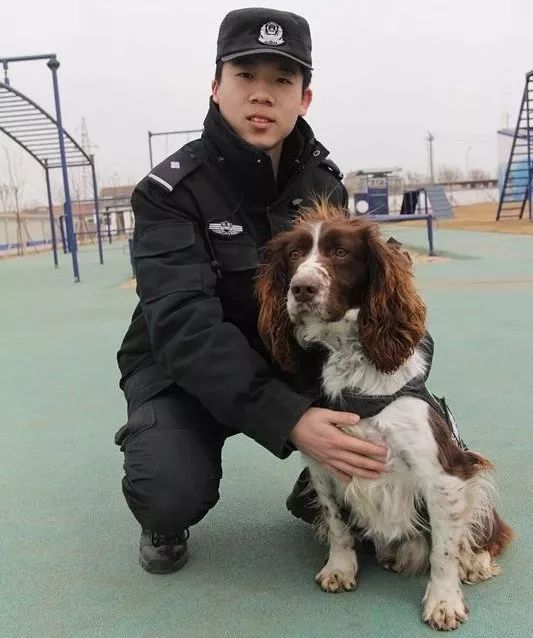 明日美女记者探营沧州警犬!这群"单身狗"