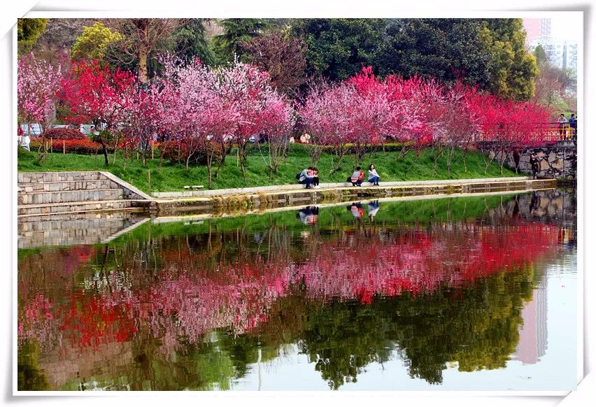 第七届桃花节,我在三峡大学等你