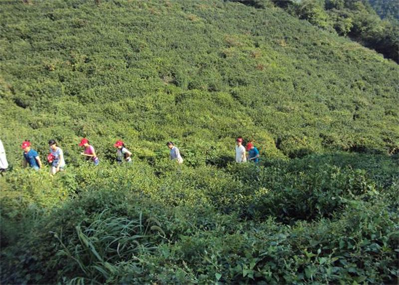 河南信阳清雅茶香雷震山