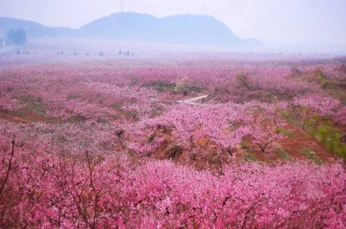 【重磅】预告|2018泗水醉美桃花节3月30日盛大开幕!