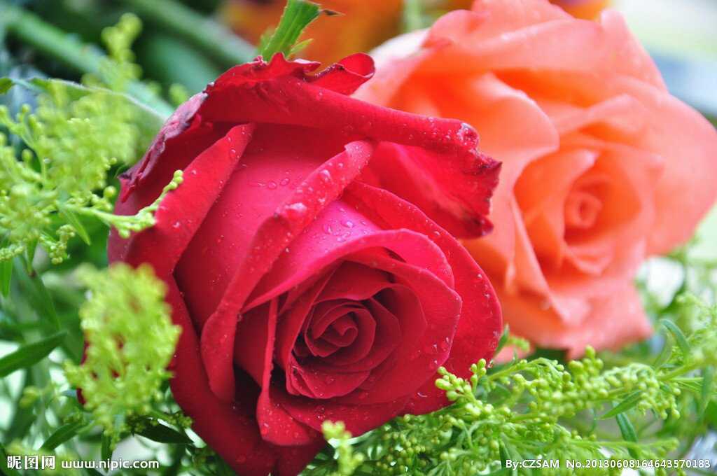 玫瑰是爱情的象征,寓意着忠诚热烈,在这玫魂飘香的日子,愿天下有情人