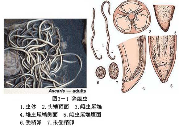 猪病防治要点十"常见体内寄生虫病"