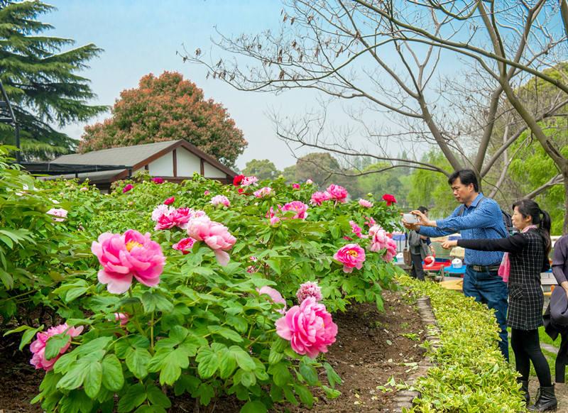 300多个品种,5万多株牡丹,被业内誉为"江南最大的牡丹园"
