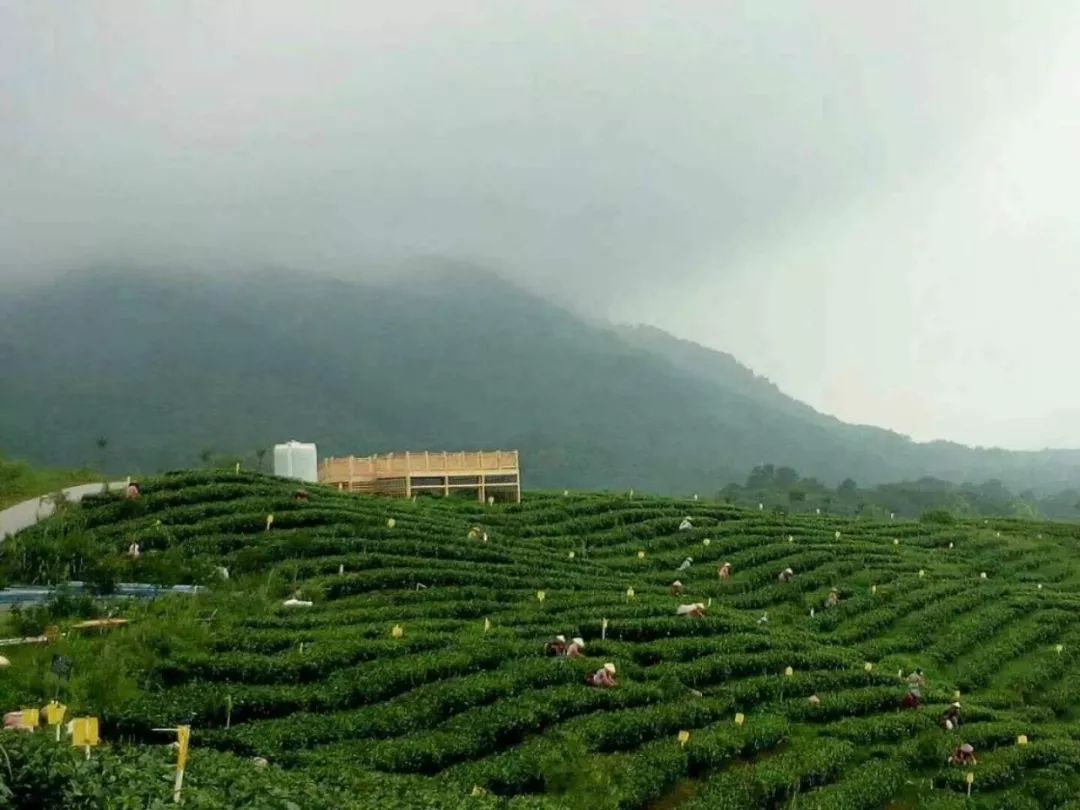 英红九号|来英德的最美茶园品春茶,尝尽满春的滋味