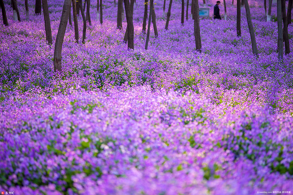 南京二月兰盛放"紫色花海"梦幻迷人 浪漫到不行