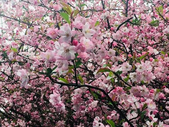 桃花癣又叫"春癣"或"杏斑癣,是对春季常见的一种面部鳞屑性皮肤病的