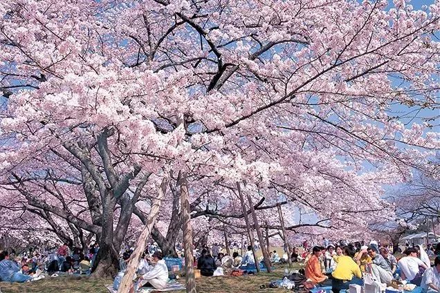 日本赏樱胜地推荐通过扎克老师的这几张图,可以