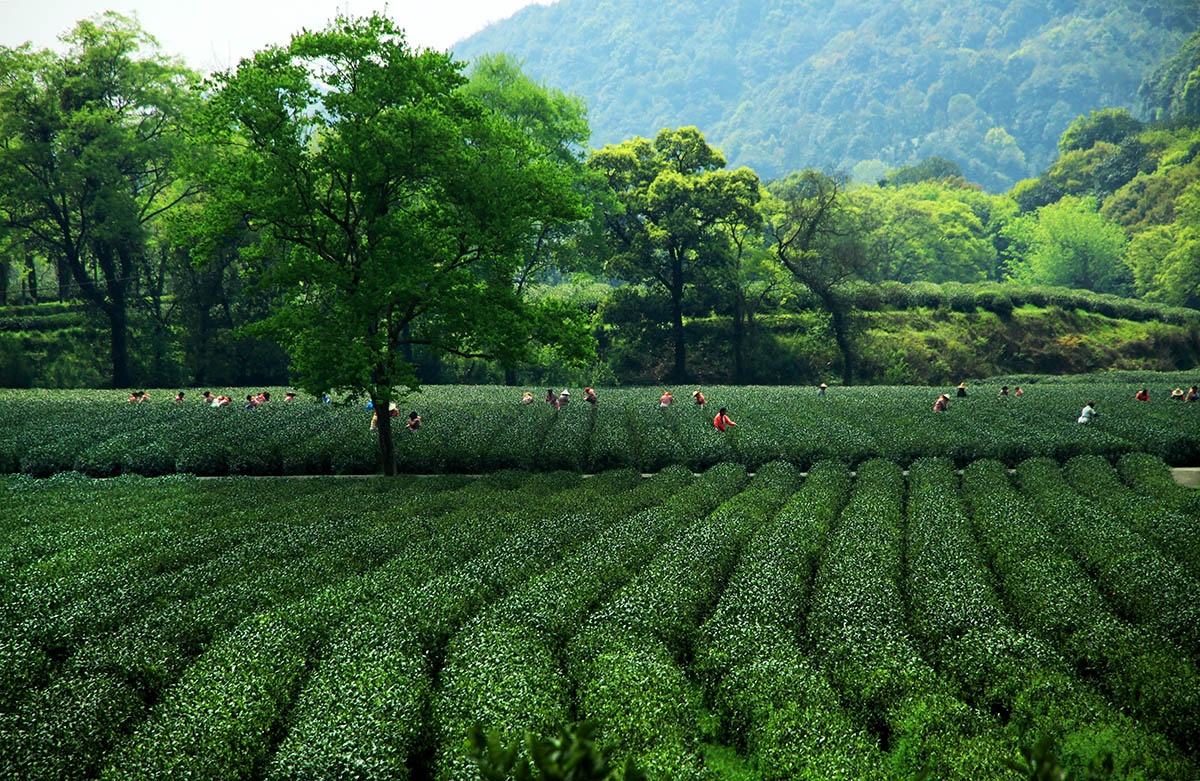 洞庭山是中国十大名茶之一碧螺春的产地,除了采茶,品茶之外,登画舫,游