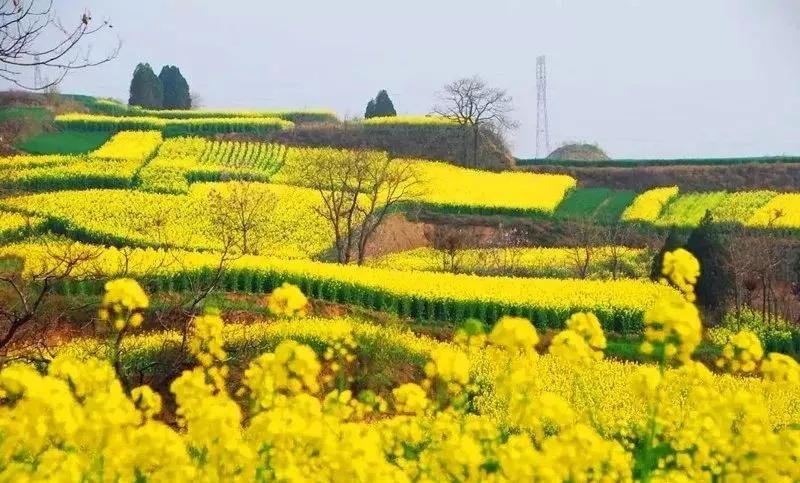 春暖花开,一起去武功看万亩油菜花海!