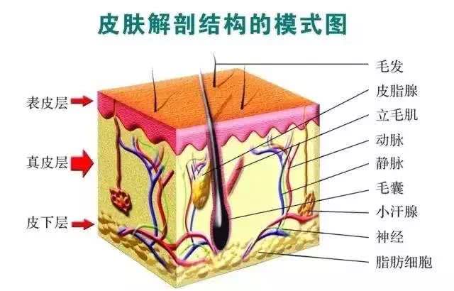 营养繁殖的原理_树木营养繁殖原理和技术(3)