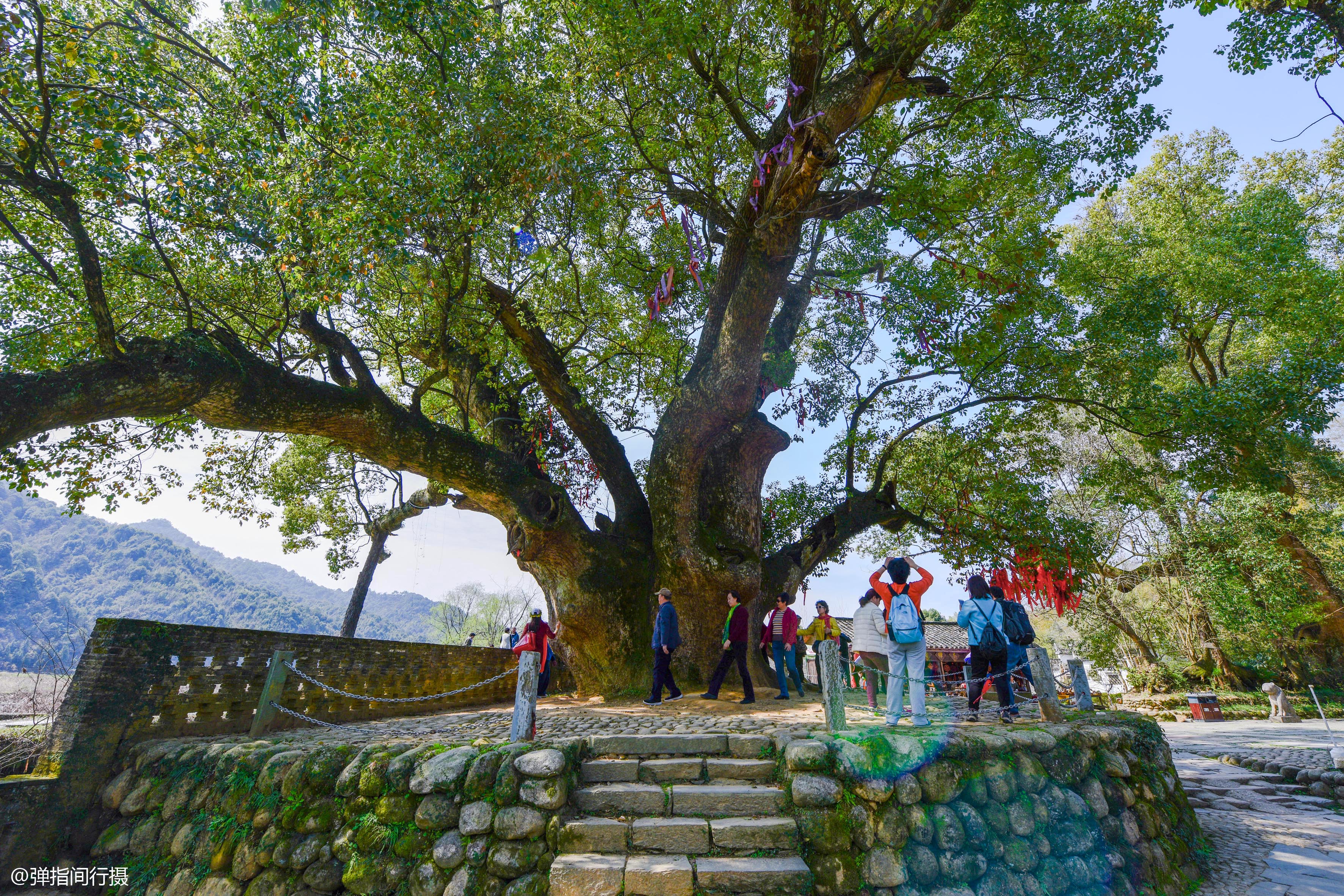 婺源这棵古樟树，树龄1600余年有故事，被当地人视为“传世瑰宝”
